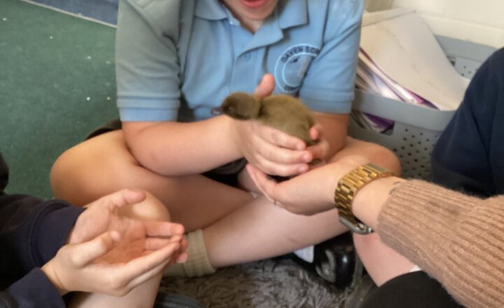 Image of Reception Class have had ducklings